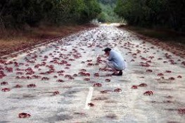 Hòn đảo bị hàng ngàn chú cua đỏ chiểm lĩnh