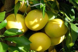 Mẹo hay và những công dụng hữu hiệu từ quả Bưởi