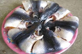 Khó cưỡng với món "Mít non nấu cá chuồn''