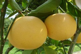 Công dụng của quả bưởi