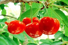Những món ăn có thể gây chết người