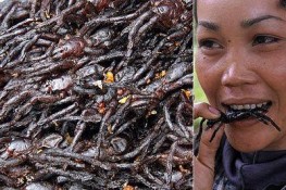 Các món ăn kinh dị nhất thế giới