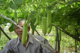 Chữa đái tháo đường với món canh bầu