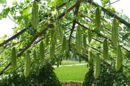 Mướp đắng vị thuốc hữu hiệu