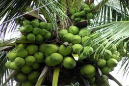 Những loại trái cây thơm ngon bổ dưỡng