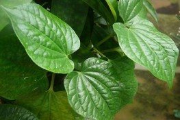 Những tác dụng của lá lốt