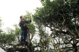 Chè 5 cực niềm tự hào của Suối Giàng