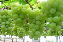 Những thực phẩm làm giảm đau