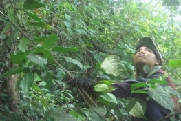 Món ngon Tây Nguyên: Canh cua lá bép