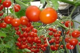 Những loại thực phẩm tốt cho sức khoẻ