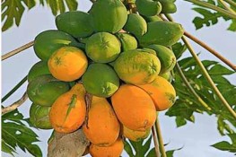 Những lợi ích chữa bệnh từ quả đu đủ