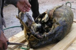 Món ăn có thể làm cho bạn "Sởn da gà"
