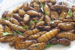 Tác dụng của các loại Nhộng