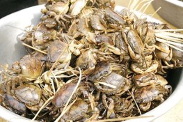 Những ai nói không với cua đồng?