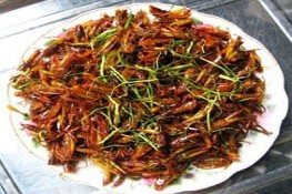 Châu chấu rang lá chanh - Món ngon dân dã