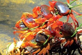 Thưởng thức hương vị của núi rừng Phú Yên: Cua đá suối