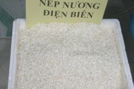 Đặc sản Điện Biên: Nếp nương