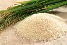 Lúa gạo tăng 150 - 200 đồng/kg
