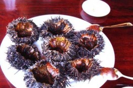 Đặc sản Biển Khơi: Nhum biển