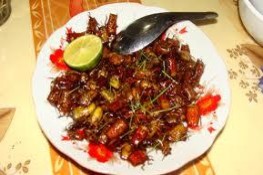 Độc lạ món ngon bọ xít