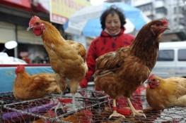 Hoang mang cúm gia cầm H7N9