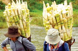 Độc đáo măng đắng núi rừng
