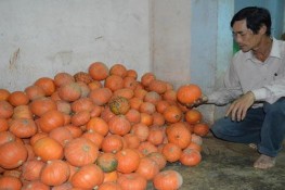 Giống bí oái oăm từ Trung Quốc làm điêu đứng nông dân