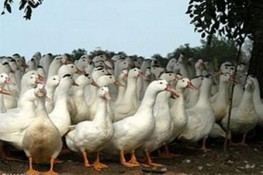 Vỡ lở vụ nuôi vịt dùng thuốc kháng sinh