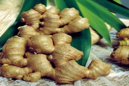 Trung Quốc trồng và bảo quản gừng bằng thuốc sâu