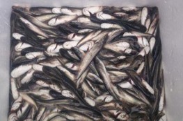Cá Trung Quốc lớn nhanh và to bất thường