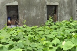 Tận dụng đất trên mộ táng để trồng rau