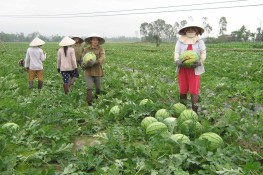 Truy tìm nguyên nhân dưa hấu giá rẻ bất ngờ