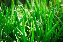Nha đam không tốt cho bà bầu và trẻ em