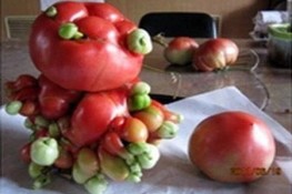 Rau quả Nhật Bản biến dạng do nhiễm phóng xạ