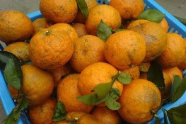 Phòng cảm cúm cho mẹ bầu bằng cam sành