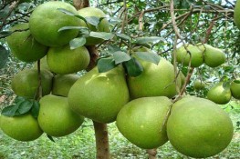 Tác dụng của Enzyme đối với sức khỏe