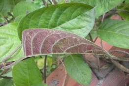 Trị giun cho mẹ bầu bằng lá mơ