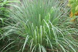 Công dụng cực hiệu quả từ cây Sả