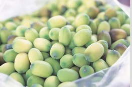 Bí quyết bảo quản Hạt Sen tươi ngon ngày hè