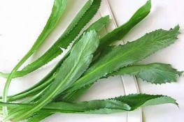 Rau mùi tàu và công dụng chữa bệnh