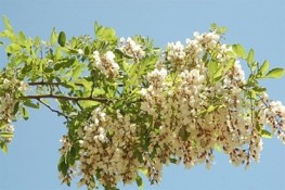Công dụng của Hoa Hòe