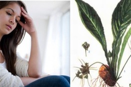 Cỏ Vùi đầu chữa kinh nguyệt không đều