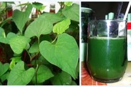 Rau dấp cá và công dụng đối với sức khỏe
