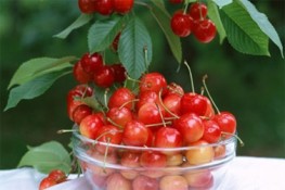 Giải độc cơ thể bằng thực phẩm