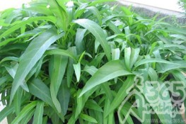 Tác dụng của Rau Muống