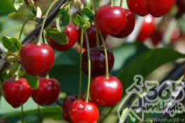 Thực phẩm giúp quý ông thêm "dẻo dai"