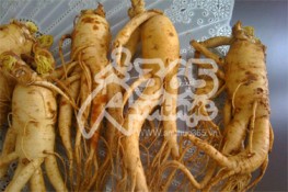 Những cấm kị khi sử dụng Nhân Sâm