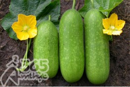 Bí đao và những công dụng chữa bệnh