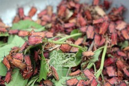 Khám phá thú ăn món côn trùng của ngươi Sơn La