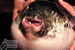 Những món ăn kì dị nhất thế giới